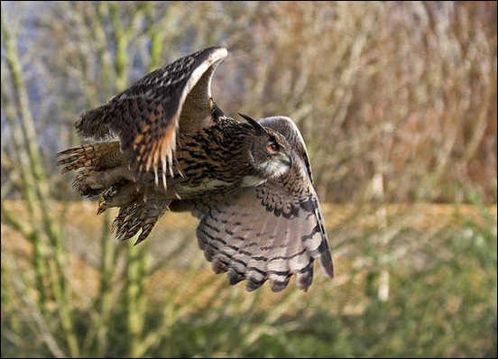 flying-owl