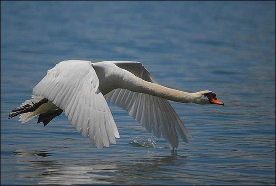 swan-flying