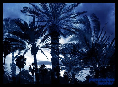 palm-tree-brush-set