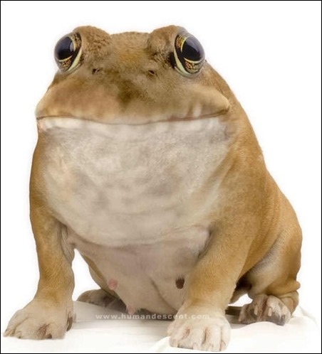 bulldog-frog