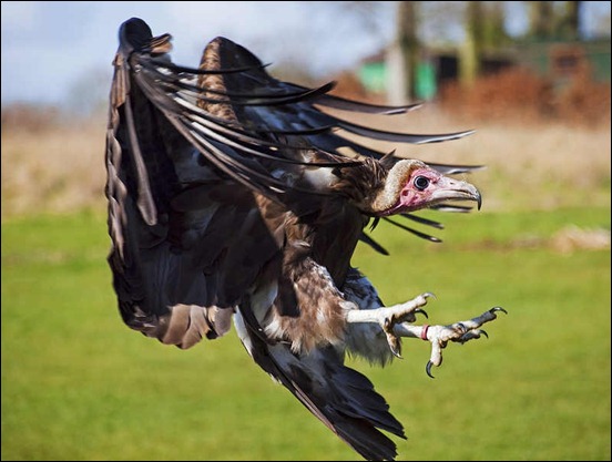 a-vulture-coming-in-to-land