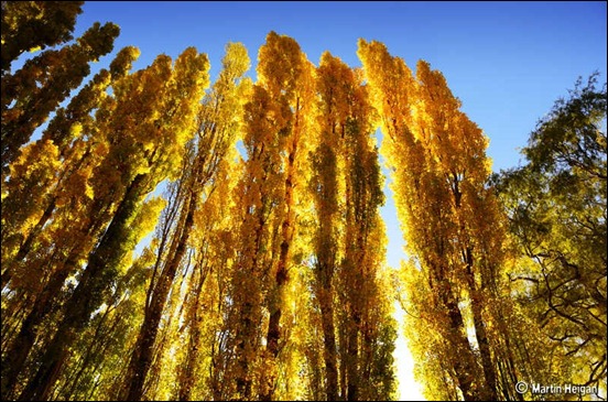 autumn-poplar-trees