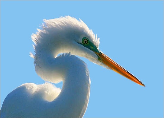 backlit-egret