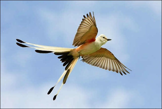 scissor-tailed-flycatcher