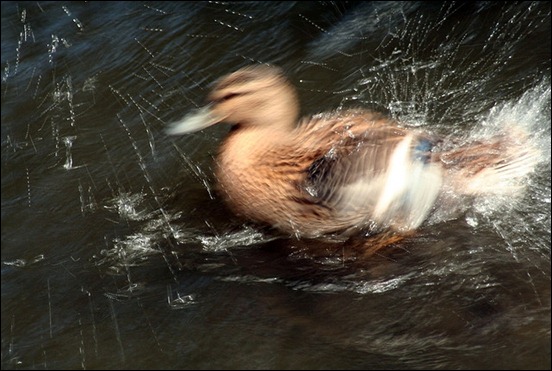 splashy-duck