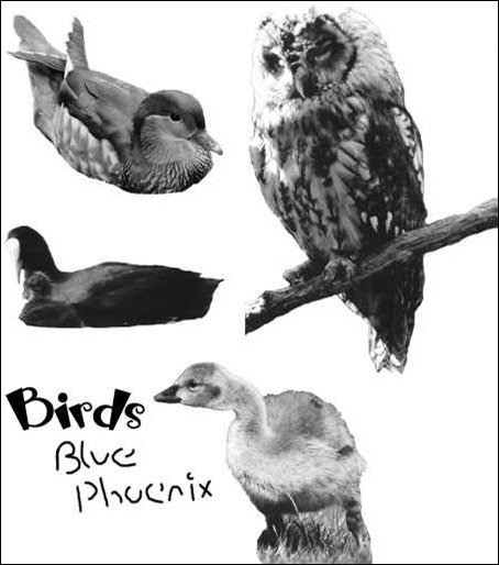 bird-photograph-ps7-brushes