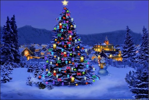 christmas-tree-nature