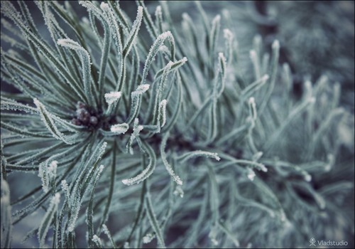 sibirian-winther
