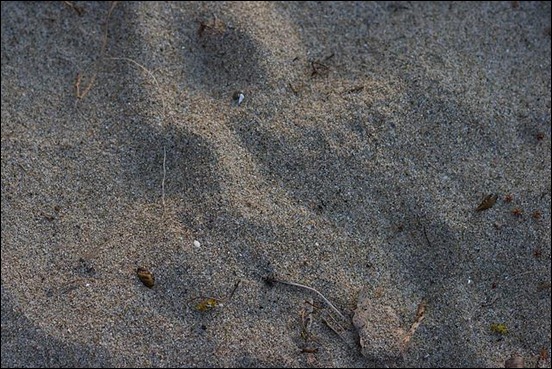 sand-texture[13]