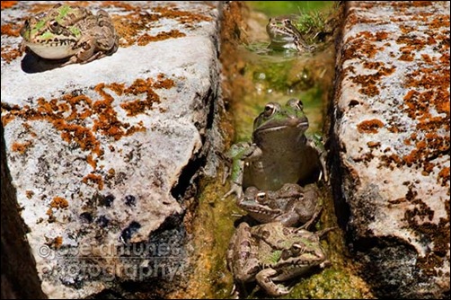 Creating-a-focus-Stacked,-Vertical-Panorama-with-a-400mm-Lens---Tuts-premium
