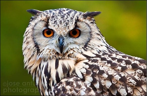 Photographing-Wild-Birds-In-Civilized-Places