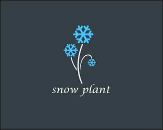 snowplant